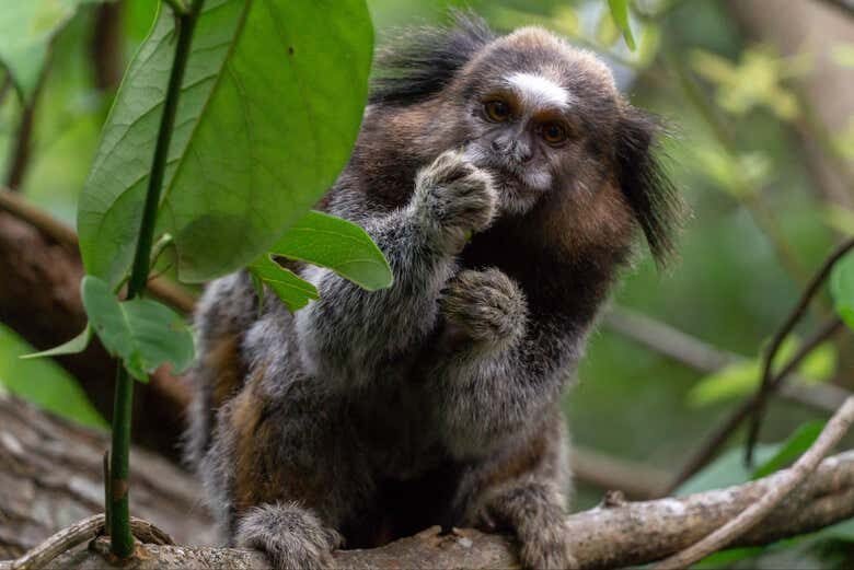 Trilha da Lagoinha do Leste – Aventura, Natureza e Vistas Incríveis