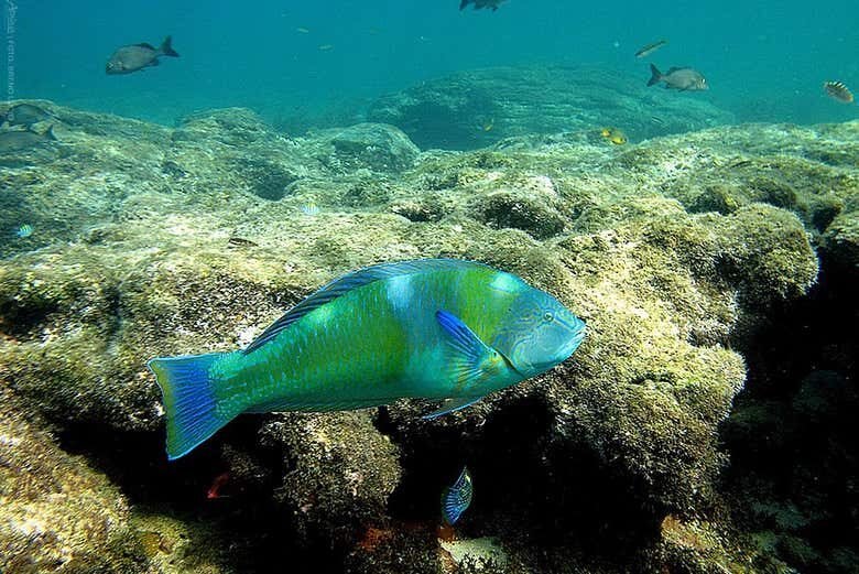 Trilha pela Enseada dos Abreus e Piscinas Naturais!