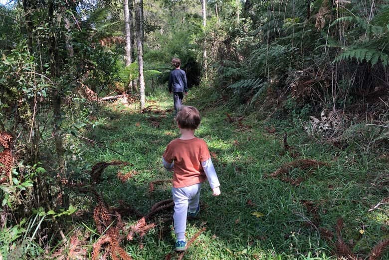 Trilha dos Xaxins em São Joaquim: Natureza e Cachoeiras da Serra Catarinense!