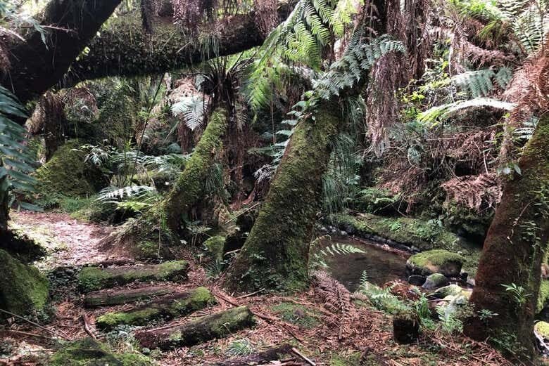 Trilha dos Xaxins em São Joaquim: Natureza e Cachoeiras da Serra Catarinense!