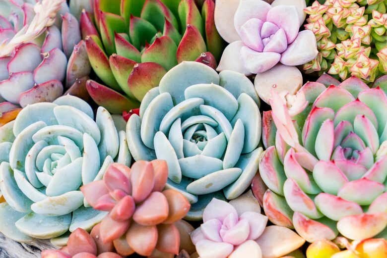 Tour por Holambra com Oficina de Pintura de Tamancos!