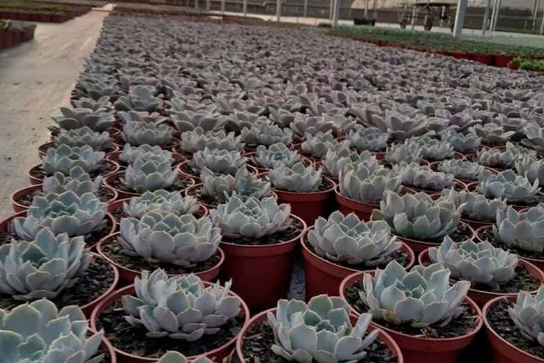 Tour por Holambra com Oficina de Pintura de Tamancos!