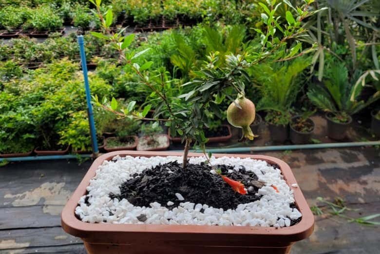 Tour por Holambra com Oficina de Pintura de Tamancos!