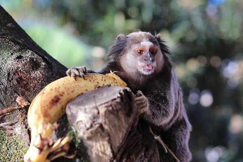 Encontro das Águas: Tour pelos Rios Amazonas e Tapajós em Santarém!
