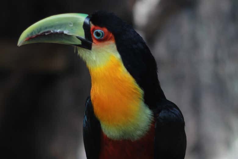 Visita Guiada pelo Ecopark em Maragogi: Uma Aventura Selvagem!