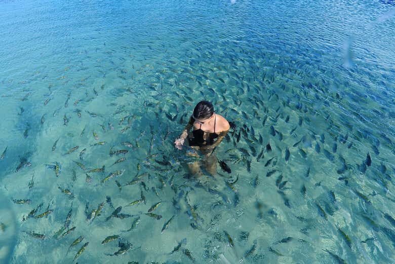 Descubra as Maravilhas de Porto de Galinhas com Saída de Maragogi!