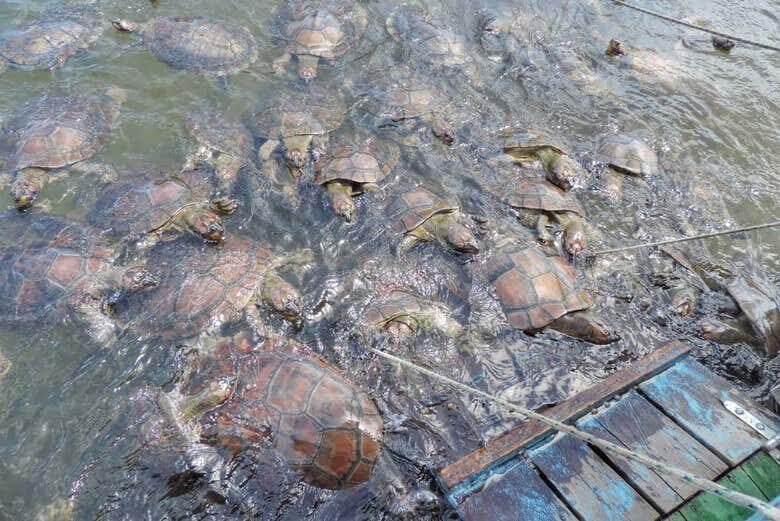 Vivência Ribeirinha no Arapiuns: 1 ou 2 dias imerso na Amazônia!