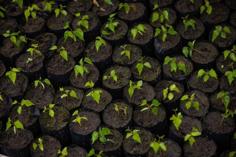 Vivência Ribeirinha no Tapajós: 1 ou 2 dias de cultura e natureza amazônica!