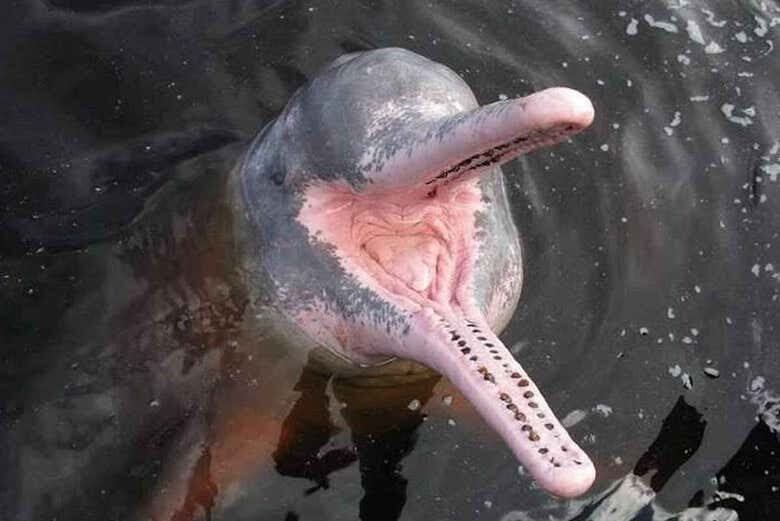 Tour Completo de Barco por Alter do Chão: praias, lagos e Amazônia viva!