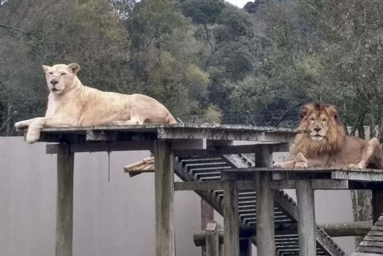 Aventura Animal em Curitiba: Passeio a Cavalo + Visita ao Zoológico!