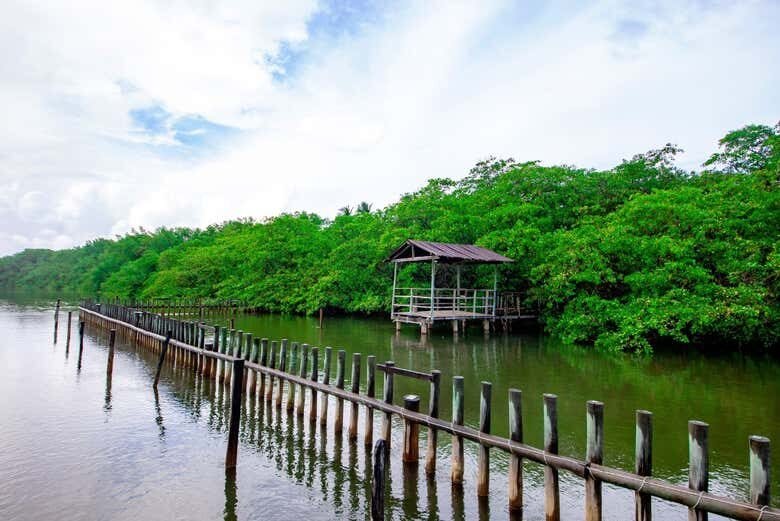Excursão a São Miguel dos Milagres: Um Paraíso em Alagoas!