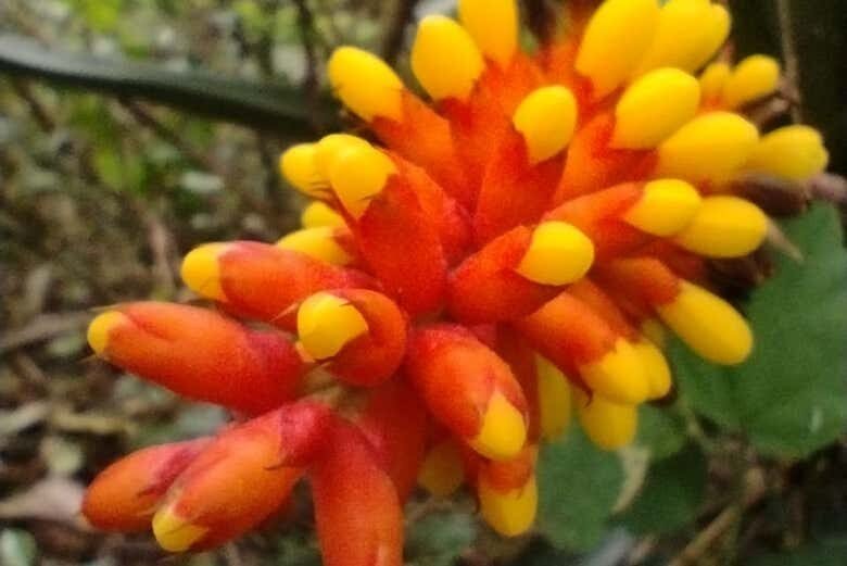 Aventura Imperdível: Trilha entre a Praia do Rosa e a Praia da Ferrugem!