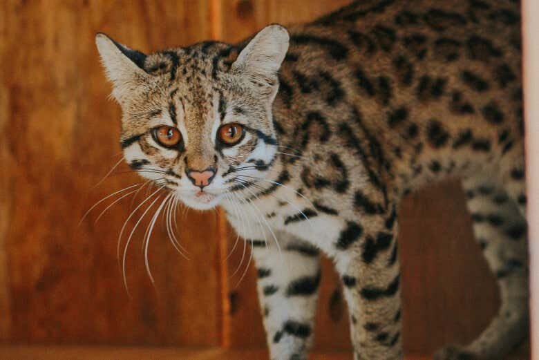 Visita Guiada pelo Ecopark em Maragogi: Uma Aventura Selvagem!