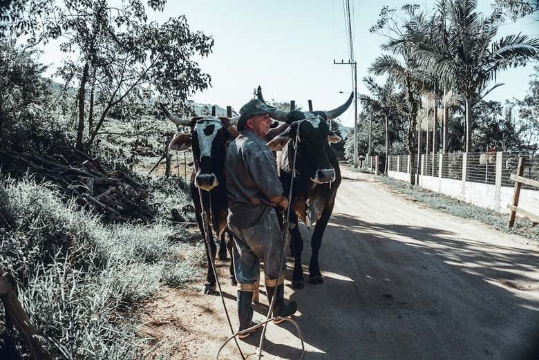 Explore Garopaba: Um Tour Completo pela História e Cachaça Artesanal!