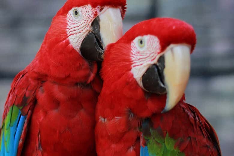 Visita Guiada pelo Ecopark em Maragogi: Uma Aventura Selvagem!