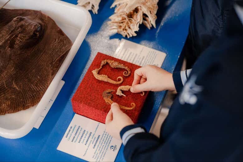 Uma viagem ao fundo do mar no Museu Oceanográfico Univali!
