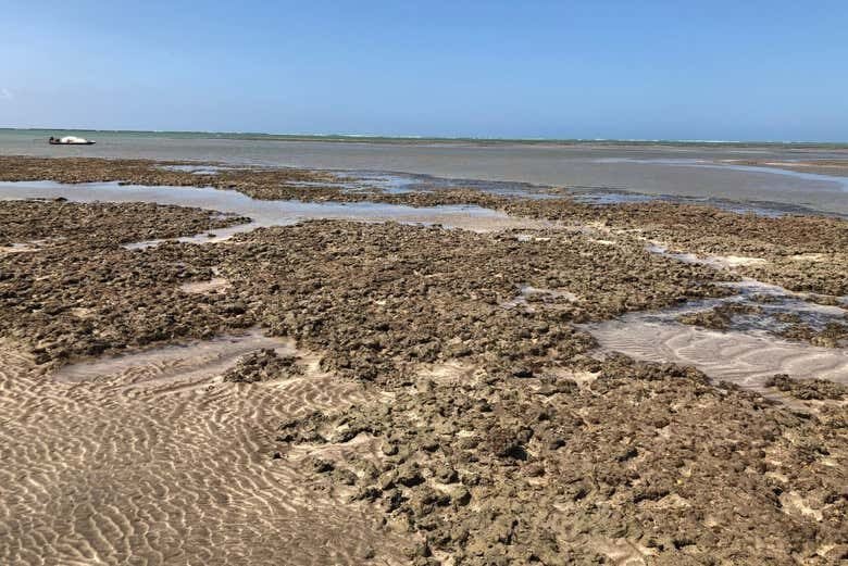 Descubra as Belezas de São Miguel dos Milagres com Tour Personalizado!
