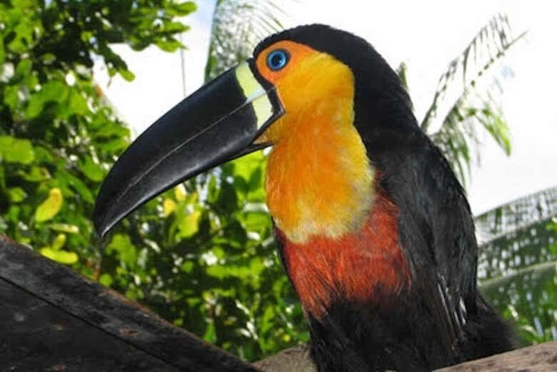 Amazônia Viva: Tour pela Enseada do Amorim e Igapós Amazônicos!