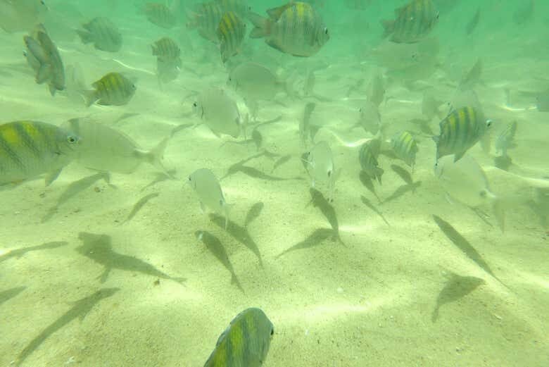 Aventura de Snorkel na Praia da Sepultura: Descubra as Maravilhas Submersas de Bombinhas!