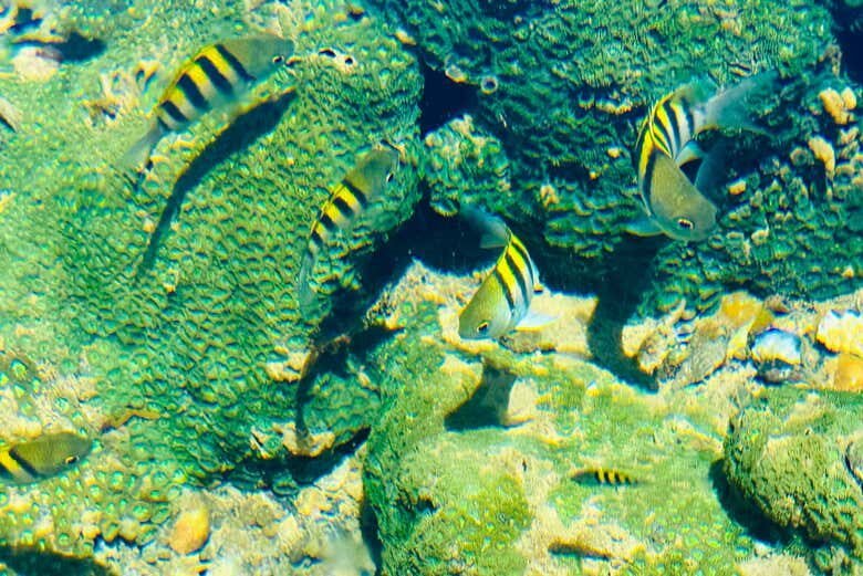 Desbrave a Barra de Mamanguape: Um Refúgio Natural na Paraíba!