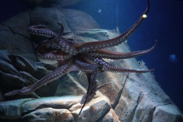 Explore o Mundo Submarino: Ingresso para o Oceanic Aquarium em Balneário Camboriú!