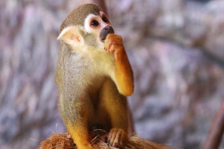 Visita Guiada pelo Ecopark em Maragogi: Uma Aventura Selvagem!