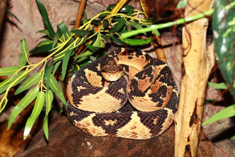 Visita Guiada pelo Ecopark em Maragogi: Uma Aventura Selvagem!