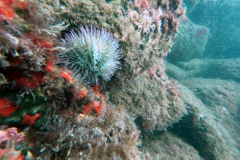 Aventura de Snorkel na Praia da Sepultura: Descubra as Maravilhas Submersas de Bombinhas!