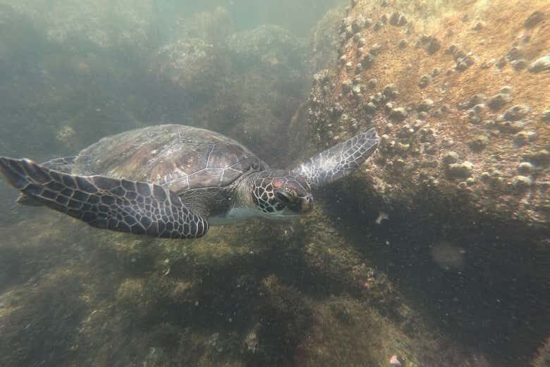 Aventura de Snorkel na Praia da Sepultura: Descubra as Maravilhas Submersas de Bombinhas!