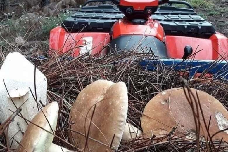 Aventura de Quadriciclo: Caçada aos Cogumelos Porcini em Cambará do Sul!