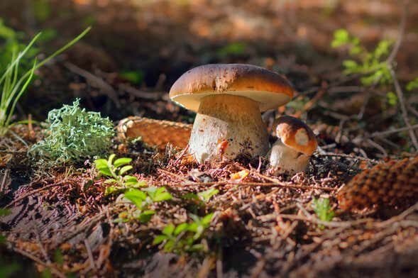 Aventura de Quadriciclo: Caçada aos Cogumelos Porcini em Cambará do Sul!
