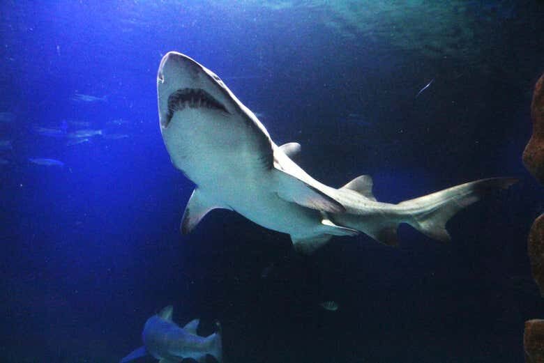 Explore o Mundo Submarino: Ingresso para o Oceanic Aquarium em Balneário Camboriú!