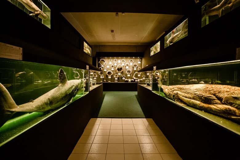 Uma viagem ao fundo do mar no Museu Oceanográfico Univali!