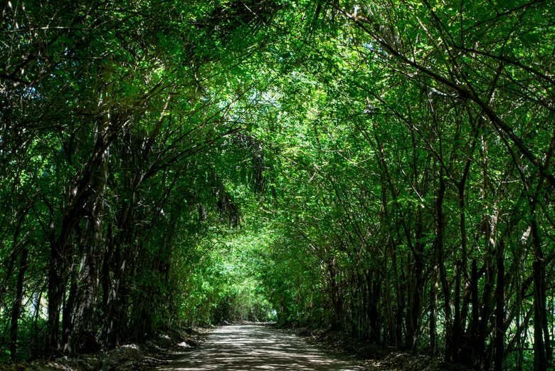 Excursão para as Praias Paradisíacas de São Miguel dos Milagres a partir de Maceió!