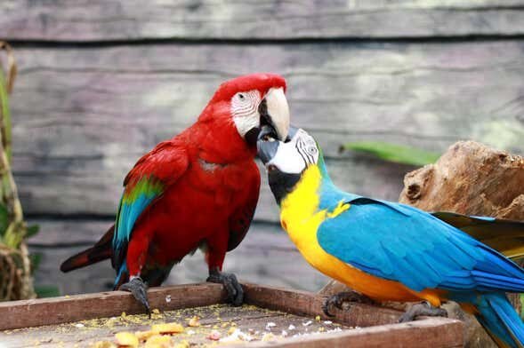 Visita Guiada pelo Ecopark em Maragogi: Uma Aventura Selvagem!