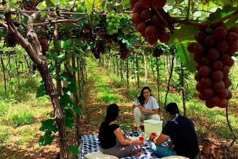 Experiência Enogastronômica na Vinícola Assunção com Piquenique Delicioso em Família!