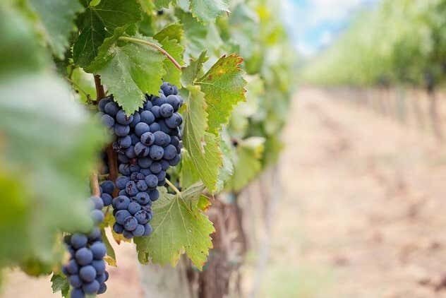 Experiência Enogastronômica na Vinícola Assunção com Piquenique Delicioso em Família!