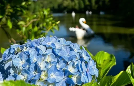 Transfer In e Out – Segurança e Conforto Garantidos!