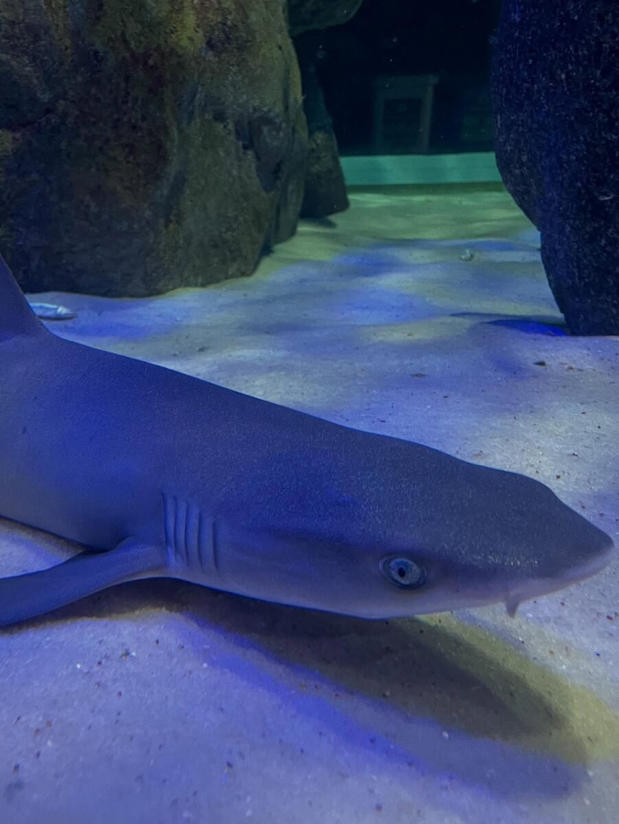 Mergulho no Mundo Subaquático do AquaFoz: Uma Experiência Imersiva em Foz do Iguaçu!