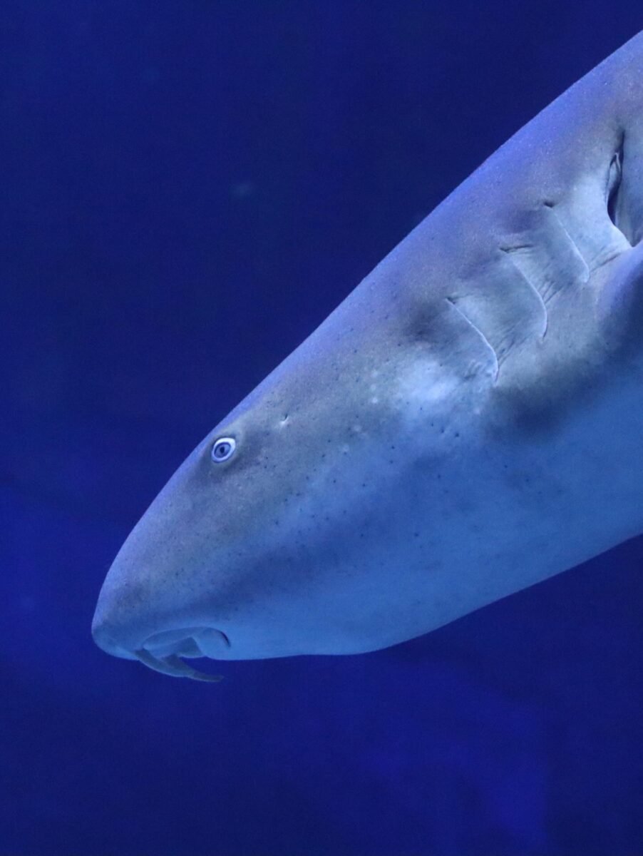 Mergulho no Mundo Subaquático do AquaFoz: Uma Experiência Imersiva em Foz do Iguaçu!