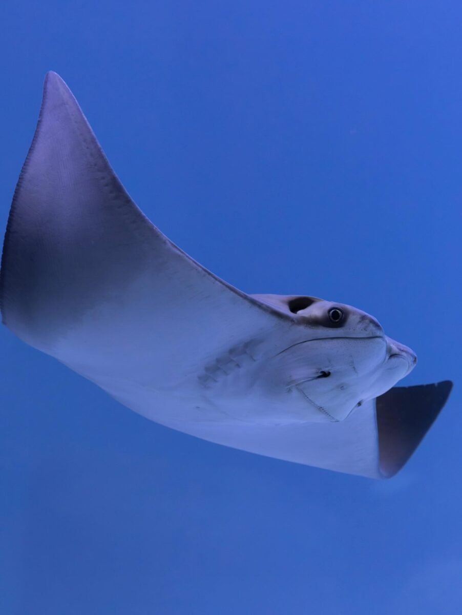 Mergulho no Mundo Subaquático do AquaFoz: Uma Experiência Imersiva em Foz do Iguaçu!