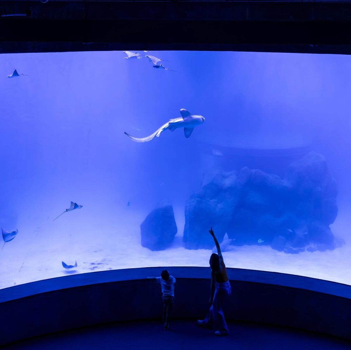 Mergulho no Mundo Subaquático do AquaFoz: Uma Experiência Imersiva em Foz do Iguaçu!