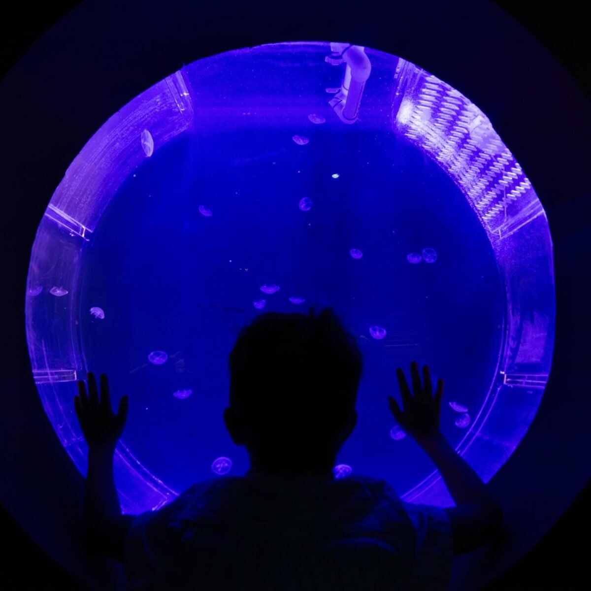 Mergulho no Mundo Subaquático do AquaFoz: Uma Experiência Imersiva em Foz do Iguaçu!